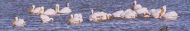 The Klamath Basin is a major breeding area for white pelicans