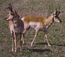Pronghorn antelope roam the fields of Klamath County