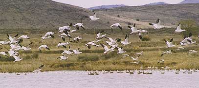 Thousands of snowgeese and other water fowl visit the Klamath Basin, located in the Pacific Flyway